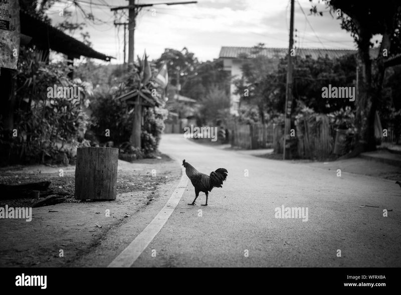 Image: Descubre el juego de azar emocionante de la Carretera del Pollo en España