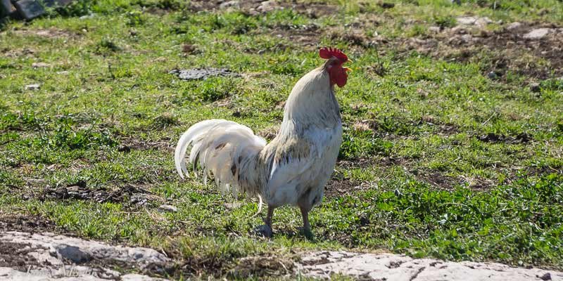 Italy - chicken road italia